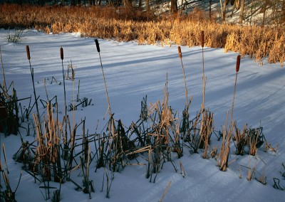 029 Cattails on frozen Fairyland Marsh, Walden Woods