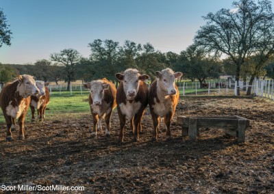 05984 Bulls at morning feeding, LBJ Ranch, Stonewall, Texas