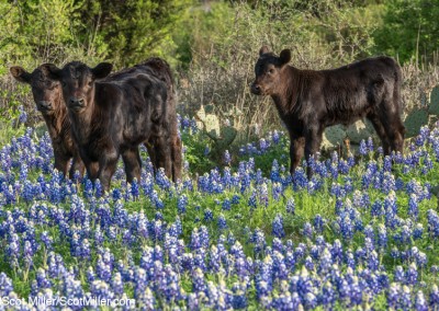 06640 3 black calves amidst bluebonnets, Texas Hill Country