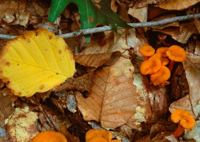 201 Small chanterelle mushrooms, Walden Woods