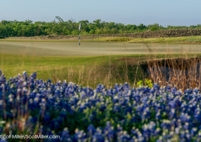 01371 Bluebonnets and golf green, Trinity Forest Golf Club, Dallas