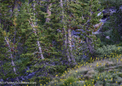 09344 Cascading stream and yellow wildflowers, John Muir Wilderness, Sierra Nevada Mountains, California