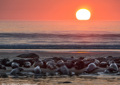 1100645 Seals on sandbar at sunrise, Cape Cod National Seashore, MA