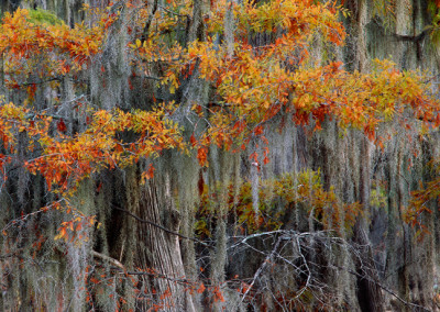 1414 Autumnal tints, colorful cypress trees, Caddo Lake, Texas