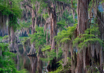 1454 Cypress trees and Spanish moss, Caddo Lake, Texas