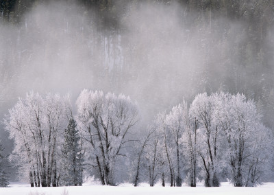 1469 Winter wonderland; ice trees and steam fog, Grand Teton National Park, Wyoming
