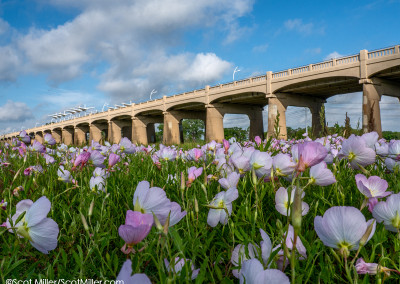 3320577 Primrose wildflowers and Ronald Kirk Pedestrian Bridge on Trinity Skyline Trail in the Trinity River Corridor, Dallas, Texas