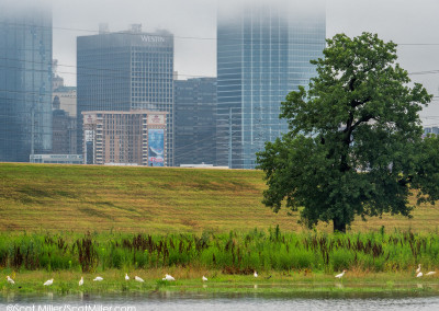 3350264 Egrets in ephemeral pool in shadow of downtown Dallas, Texas, in Trinity River Corridor