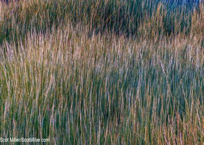 05032 Blue grasses, Blue Rocks, Lunenburg, Nova Scotia, Canada