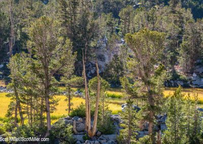 05725 Autumnal tints, John Muir Wilderness, CA