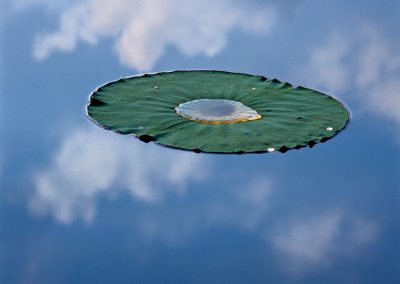 1383 Lily pad & cloud reflections, Caddo Lake, TX