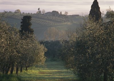 1470 Olive grove at sunrise, Montelpulciano, Italy