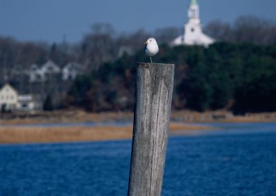 700 Bird on one leg, Wellfleet, Cape Cod, MA