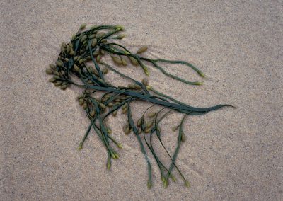 720 Seaweed and sand, Cape Cod National Seashore, MA