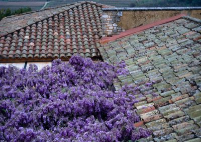 880 Purple wisteria, rooftops and countryside in Roussillon, France
