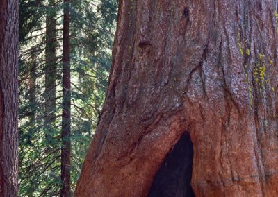 886 Sequoia Tree, Yosemite National Park