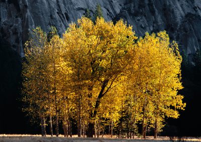 948 First light on cottonwood trees in Autumn, Yosemite Valley