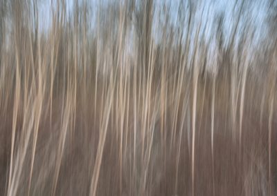 05572 Winter trees abstract, Great Trinity Forest, Dallas, TX