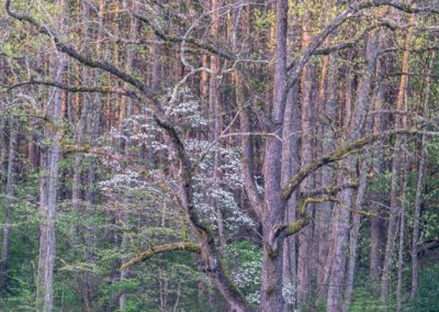 09314 Morning light, forest's edge, Spring, Cades Cove, Great Smoky Mountains National Park, TN