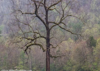 1050055 Tree in a heavy Spring rainfall, Cataloochee Valley, Great Smoky Mountains National Park, NC
