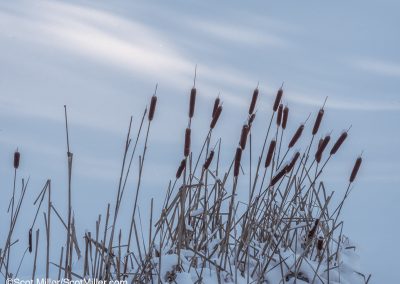 1030311 Cattails on the edge of a frozen pond, far northern New Hampshire, January 2019