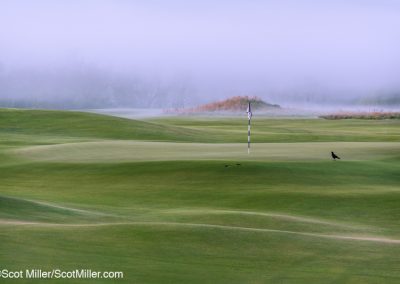 09023 Black crow by 5th green, foggy morning, Trinity Forest Golf Club, Dallas, TX