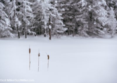 02499 Three frozen cattails, fresh snowfall, Cook County, Unorganized Territory of Grand Portage, Minnesota